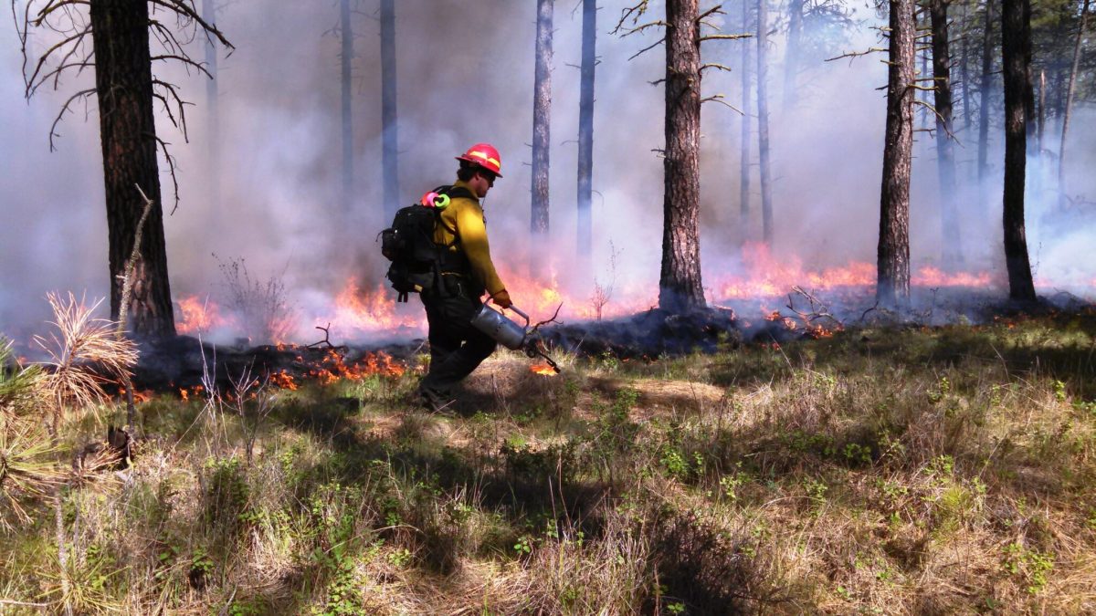 Here's how California has increased forest management and wildfire